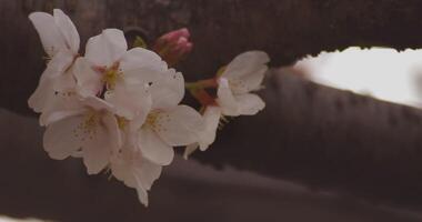 Cherry blossom at the park daytime cloudy copyspace video