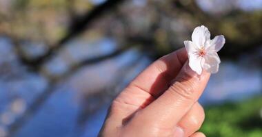 körsbär blomma med hand på chidorigafuchi i tokyo handhållen video