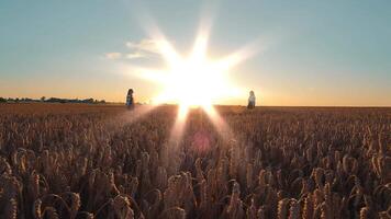 zwei Mädchen sind entspannend im ein Weizen Feld beim Sonnenuntergang. ein glücklich Tag und zwei Mädchen Stehen mit ihr Rücken zu jeder andere video