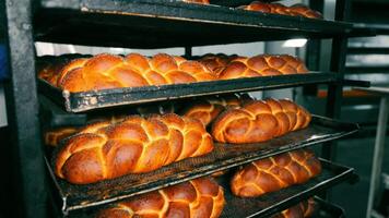 Freshly baked braided bread. Bakery products baked in the bakery are cooled on wooden shelves. Loaves of braided rye bread lie on a wooden shelf of a bakery video