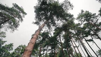 pino foresta su un' nuvoloso giorno, Visualizza a partire dal sotto. alto pino alberi video