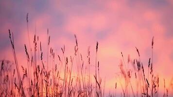verano antecedentes zumbido de girasol campo en un hermosa noche puesta de sol video