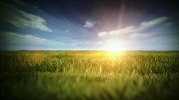 Sommer- Hintergrund Drohne von Sonnenblume Feld im ein schön Abend Sonnenuntergang video