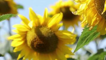 Summer background drone of sunflower field in a beautiful evening sunset video