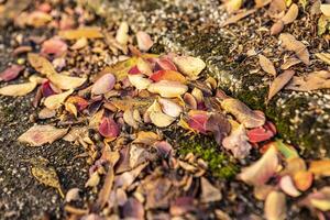 Autumn leaf on the ground photo