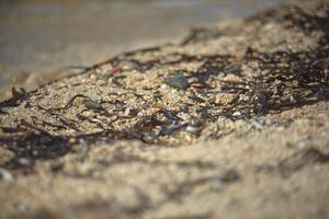 The algae on the sand of the Mediterranean sea photo