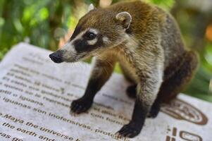 Coati sitting detail photo