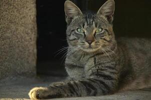 Half cat cat lying on the ground photo