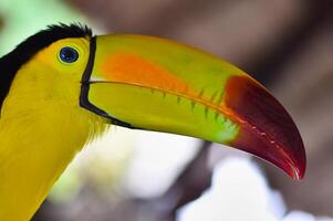 Close up portrait of a toucan photo