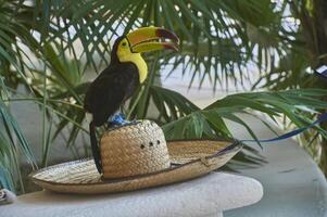 Tucan on the hat photo