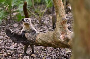 Coati in the middle of the forest photo