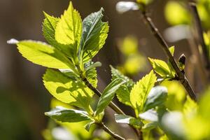 Close Up of Green Leaf on a Tree photo