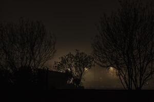 Bare branches with fog at night photo