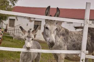 Pair of donkeys behind the bars of the fence photo