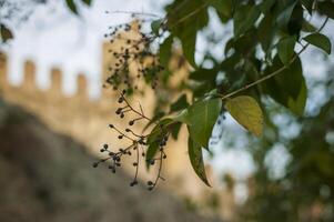 Detail of plane tree leaves photo