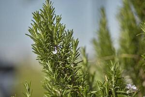 Rosemary cultivation 2 photo