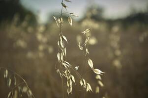 oat Plant in a field driven by the wind photo