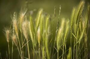 Ears of wheat photo