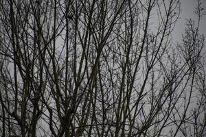 Detail of bare branches in winter 4 photo