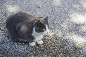 Cat sitting on the concrete photo