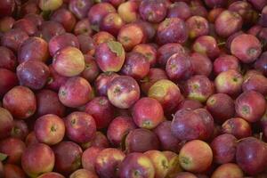 Red apples in group photo