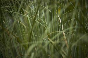 clump of grass texture photo