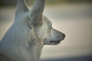 Shoulder profile of a small black dog. photo