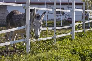 Donkey in the farm enclosure 3 photo