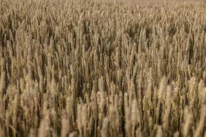 Golden Barley Field Pre Harvest photo