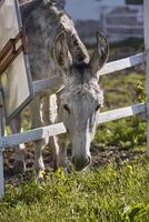 Donkey in the farm enclosure 4 photo