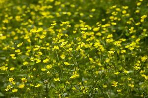 A sea of yellow flowers photo