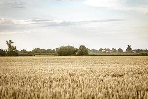 Organic Barley Field in Italy photo
