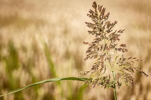 Evocative Detail of Countryside Nature photo