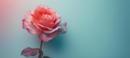 Pink Rose on Pink Background photo