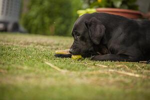 Labrador dog play in countryside 20 photo