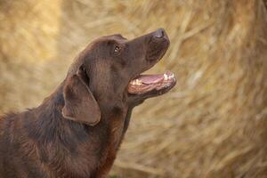 Labrador dog Portrait photo