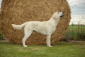 Labrador Dog Posing 8 photo