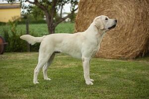 Labrador Dog Posing 10 photo