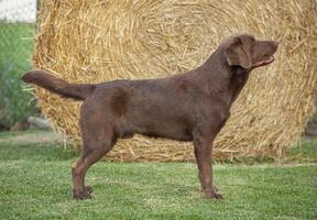 Labrador Dog Posing 43 photo