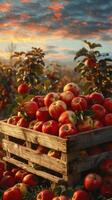 Wooden Crate Filled With Red Apples photo