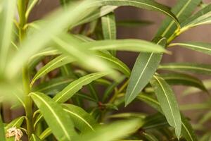 Oleander Foliage Close up photo