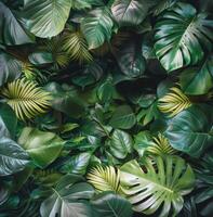 Close-Up of Lush Green Leaves photo