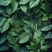 Close-Up of Lush Green Leaves photo