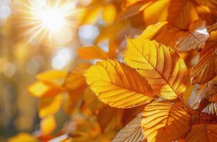 Sun Shines Through Leaves of Tree photo