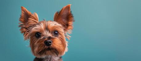 pequeño marrón perro sentado en mesa foto