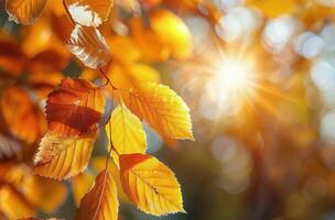 Sun Shines Through Leaves of Tree photo