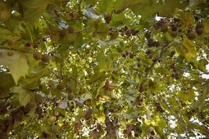 Leaves of plane tree photo