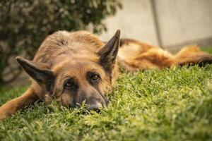 German shepherd dog in meadow photo