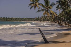 Playa Limon in Dominican republic 25 photo