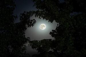 moon night leaves frame photo